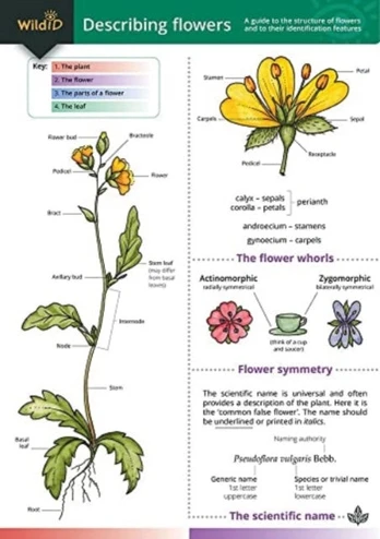 Describing Flowers