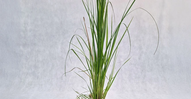 Žolinis augalas, kortaderija "White Plume", vazonas 2 l.