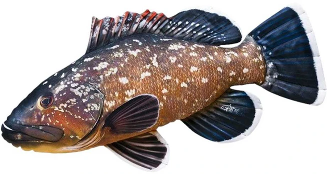 Žaislas EnergoFish Pillow Grouper 100cm