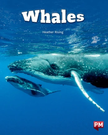 Whales Level 24 X6