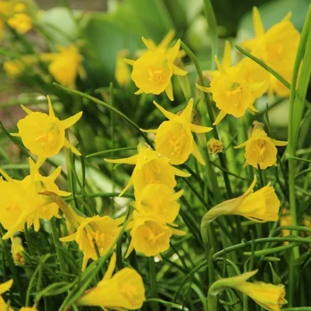 Narcizai "Golden Bells" - 20 vnt.