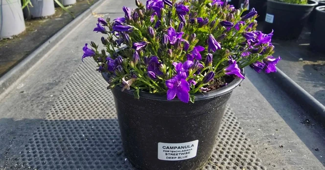 Daugiametė gėlė, katilėlis, vazonėlio skersmuo 15 cm.