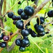 Vaiskrūmis, serbentas juodasis “Bona”, kamieninė forma (Ribes nigrum)