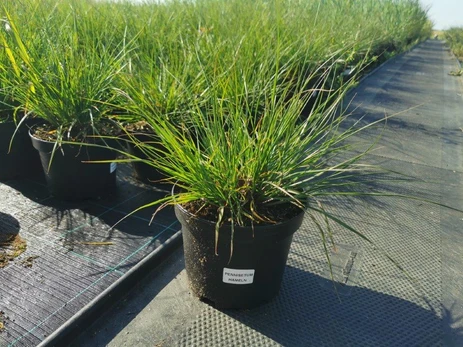 Žolinis augalas, soruolė, vazonėlio skersmuo 19 cm.