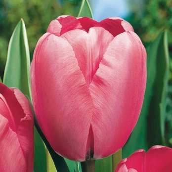 Pink Tulpė ‘Rožinė Impression’ , 5 vnt.