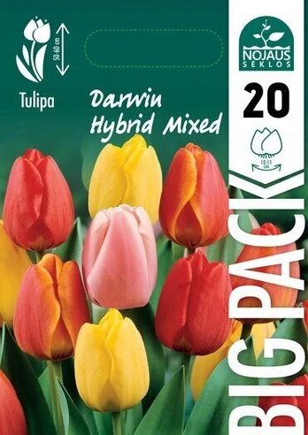 Tulpės Big Pack Darwin Hybrid Mix