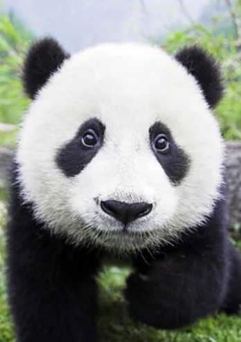 Deimantinis paveikslas Curious Panda WD074 20*30 cm