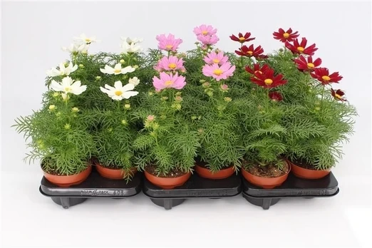 Lauko augalas kosmėja, Ø 13, 35 cm, lot. Cosmos