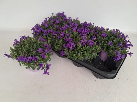 Daugiametė gėlė, katilėlis, vazonėlio skersmuo 12 cm.