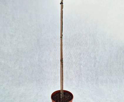Spygliuotis, eglė serbinė "Pimoko", vazonas 5 l.