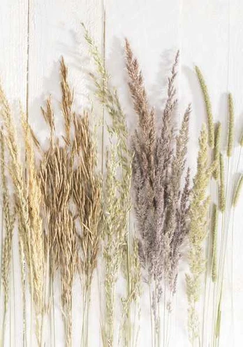 Aplankas Butterfly Golden Harvest Nature A/4 elastinė juostelė
