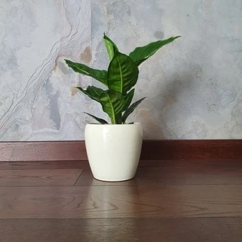 Dieffenbachia Green Magic