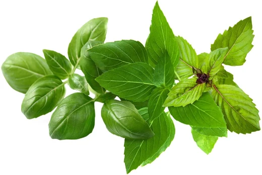 Click & Grow Plant Pod Basil Variety Mix 9pcs | PPMBVX9