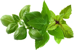 Click & Grow Plant Pod Basil Variety Mix 9pcs | PPMBVX9 kaina