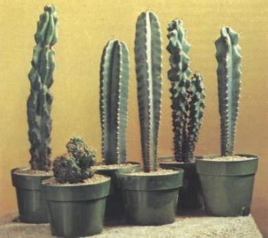 Vazoninis augalas kaktusas, Ø 10, 30 cm, lot. CACTUS ARR