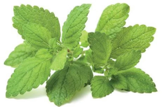 Click & Grow Smart Garden refill Lemon Balm 3pcs | SGR12X3