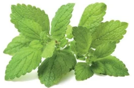 Click & Grow Smart Garden refill Lemon Balm 3pcs | SGR12X3 kaina