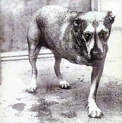 CD Alice In Chains - Alice In Chains