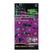 KININIAI GVAZDIKAI IDEAL SELECT VIOLET kaina