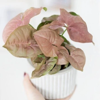Syngonium Neon Robusta