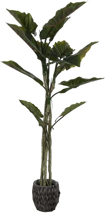 Dirbtinis augalas Kolokazija, 190 cm