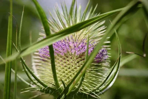 Plakatas Augalai 1009; Dydis A2, A1, A0 formato
