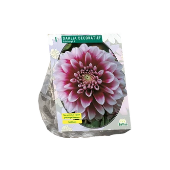 Jurginų svogūnėlis, lot. DAHLIA DECORATIEF EDINBURGH, 1 vnt