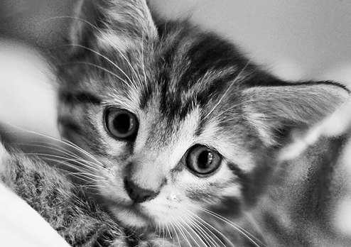 Deimantinis paveikslas Black and White Cat WD213 30*20 cm