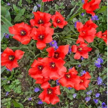 Botaninė tulpė Linifolia - 50 vnt.
