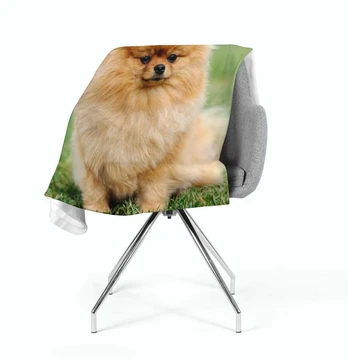 Pledas Rudas Pomeranijos šuo