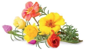 Click & Grow Smart Garden refill Moss Rose 3pcs | SGR26X3 kaina