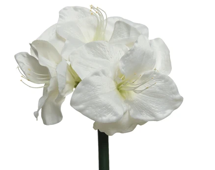 Dirbtinė gėlė AMARYLLIS, baltos sp., 24 x 60 cm, 1 vnt