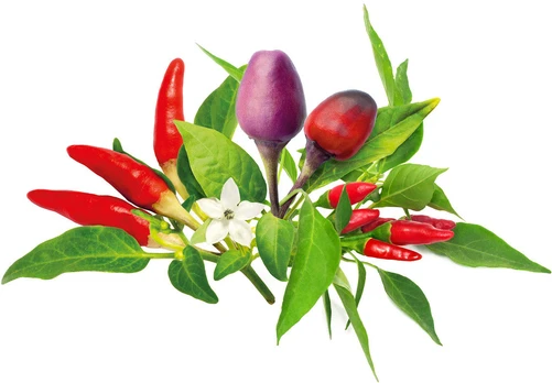 Click & Grow Plant Pod Chilli Pepper Mix 9pcs | PPMCPX9
