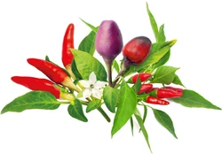 Click & Grow Plant Pod Chilli Pepper Mix 9pcs | PPMCPX9 kaina