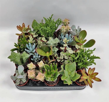Vazoninis augalas sukulentas, Ø 5,5, 10 cm, lot. SUCCULENTUS