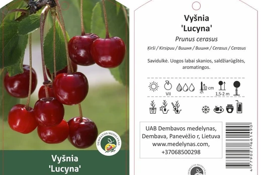 Vaismedis, vyšnia "Lucyna"