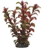 Usorteret Dohse Rotala, 16 cm