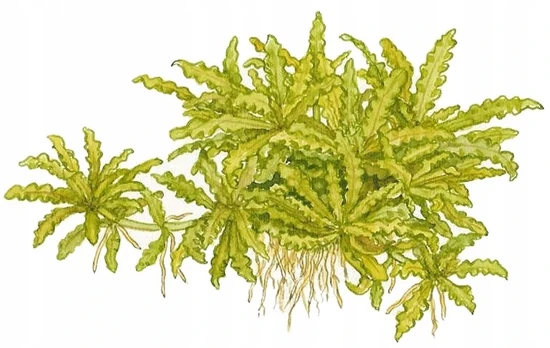 Pogostemon helferi - Tropica (krepšelis)