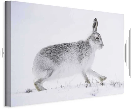 Artgeist Paveikslas - Hare (1 Part) Wide