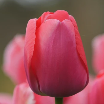 Pink Tulpė ‘Rožinė Pride’, 5 vnt.