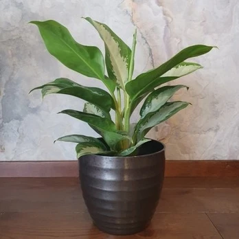 Aglaonema Green Bowl