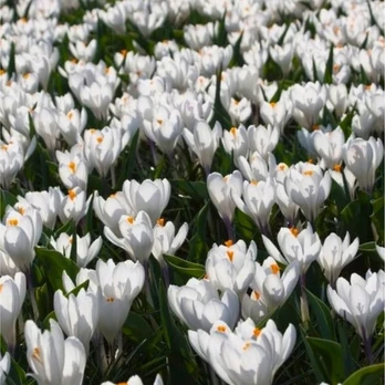 Krokai ankstyvieji 'Barr's Baltas', 100 vnt.