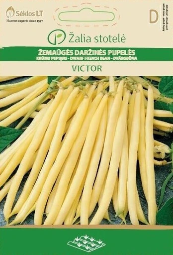 Daržinės žemaūgės pupelės Victor