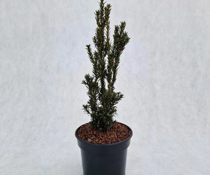 Spygliuotis, kukmedis tarpinis "Hillii", vazonas 3 l.