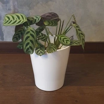 Ctenanthe burle-marxii Fishbone
