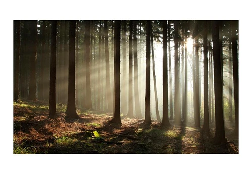 Artgeist Fototapetas - Coniferous forest 450x270