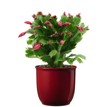 Vazoninis augalas plokštenis, Ø 13, 25 cm, lot. SCHLUMBERGERA MIX