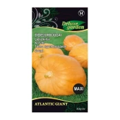 MOLIŪGAI ATLANTIC GIANT kaina