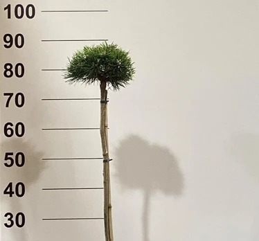 Spygliuotis, pušis "Jursa", ant stiebo, vazonėlio skersmuo 22 cm.