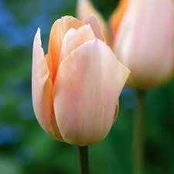 Tulpė 'Apricot Beauty', 5 vnt.